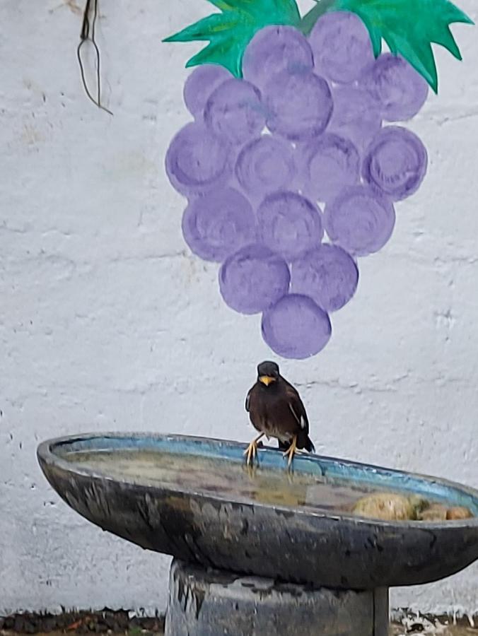 Wine Tree Garden Guesthouse Mirissa Dış mekan fotoğraf