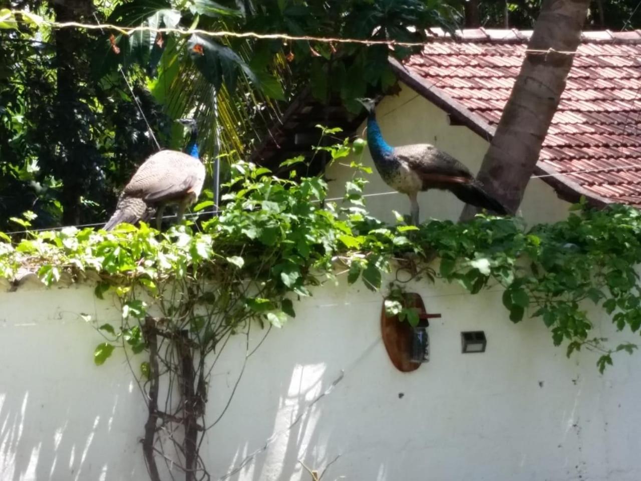 Wine Tree Garden Guesthouse Mirissa Dış mekan fotoğraf
